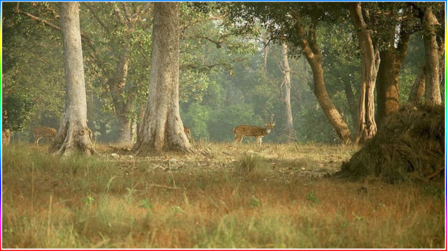 Kanha National Park