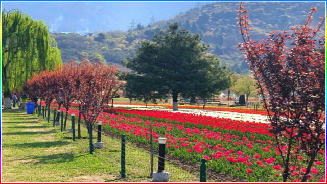 2.Tulip Garden, Srinagar
