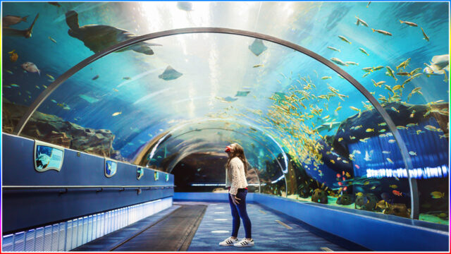 1. Georgia Aquarium