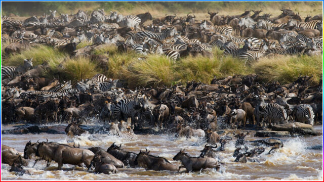 1. Serengeti Migration
