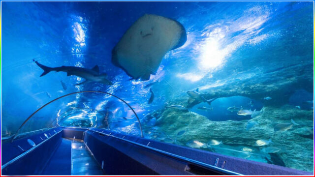 10. Aquarium of Western Australia