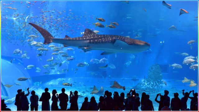 3. Okinawa Churaumi Aquarium