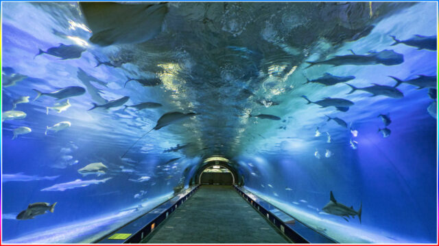 4. Oceanografic Aquarium