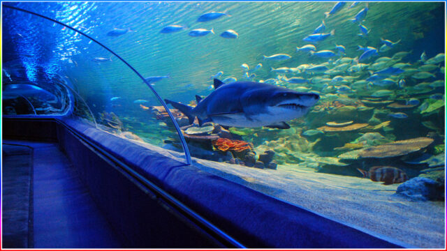 5. Turkuazoo Aquarium