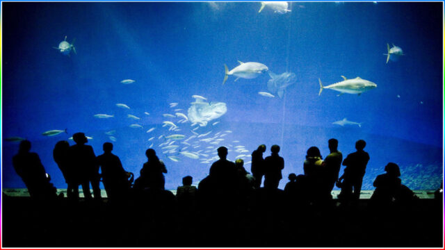 6. Monterey Bay Aquarium