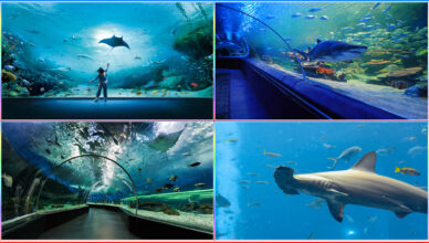Top 10 Aquariums In The World